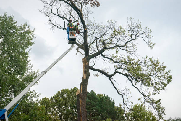 Best Tree Trimming and Pruning  in Arden On The Severn, MD